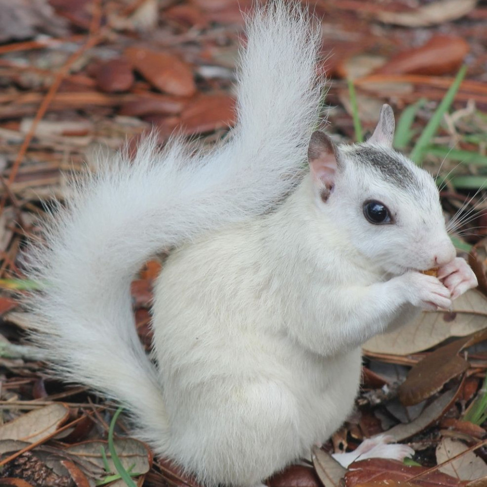 Meet your Posher,  White Squirrel Store